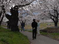 桜をめぐる散策治田公園