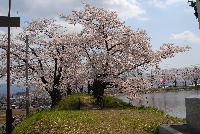 治田池の桜