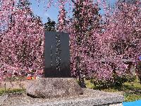 治田公園の桜