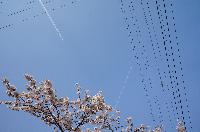 稲荷山公園の近くの満開の桜の上空を2機のFDAの旅客機が通過している