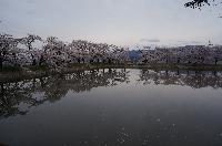 治田公園の池に映った満開の桜