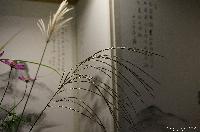 薄を活ける 第3回 稲荷山歳時記　月の宴 in 蔵し館