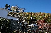 大雲寺 紅葉