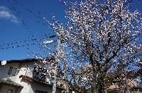 稲荷山ではあんずの花が咲き始めました