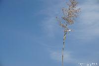 稲荷山町祇園祭 結界の斎竹(いつきたけ)