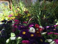 か稲荷山町 お花市 準備中 まちの学校