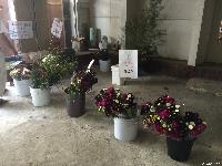 稲荷山町 まちの学校 花売り