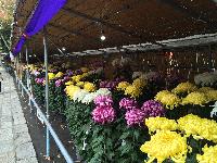 千曲大菊花展