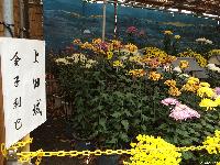 千曲大菊花展
