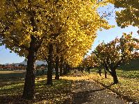 イチョウ並木　公園