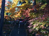 龍洞院の紅葉