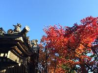 龍洞院の紅葉