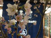 桜満開　稲荷山まち歩き情報センター