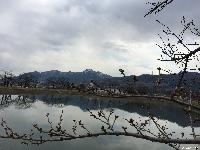 治田公園の桜はまだつぼみです