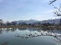 治田公園の桜はまだつぼみです