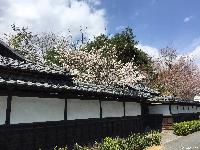高村別邸の桜が満開です
