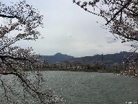 治田公園の桜は五分咲きです