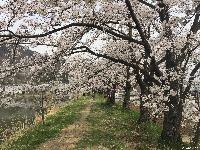 治田公園の桜が満開です