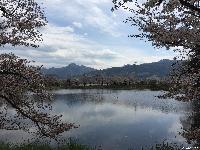 治田公園の桜は散り始めました