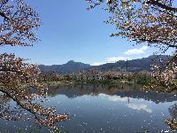 治田公園の桜はかなり散ってしまいました