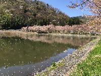 大雲寺の桜 散りはじめ
